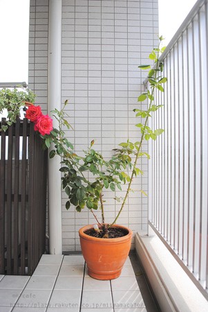 b0351624_20553979.jpeg