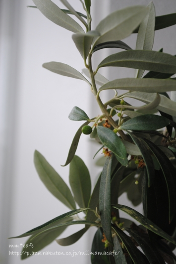 b0351624_20571198.jpeg