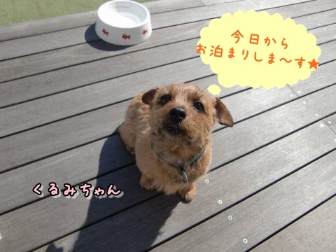 a0338800_16382437.jpg