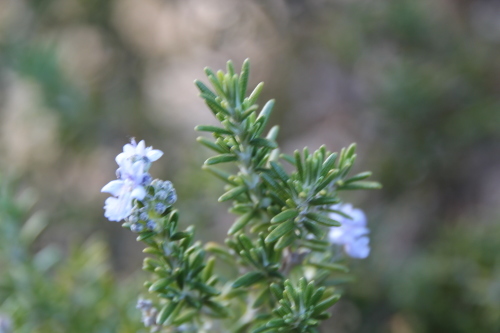 e0166032_20191657.jpg