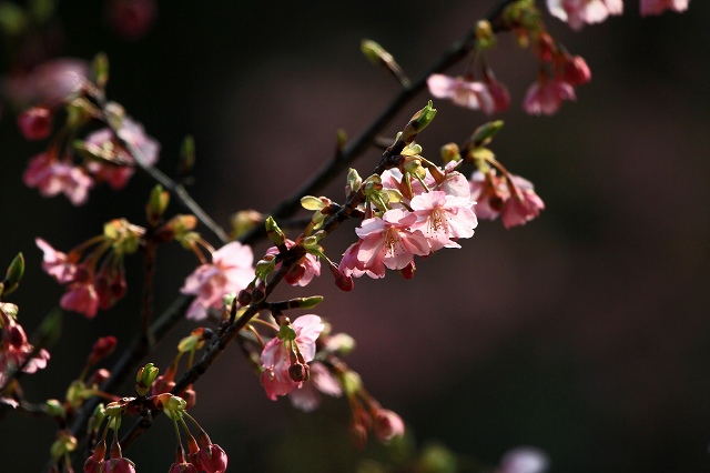 a0242438_230461.jpg