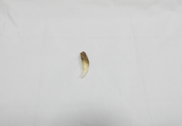 f0247039_2162485.jpg