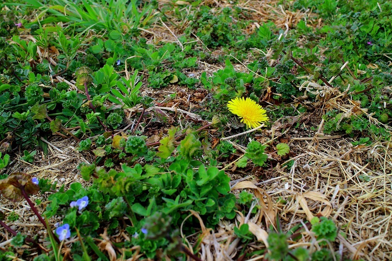 e0341417_20113464.jpg