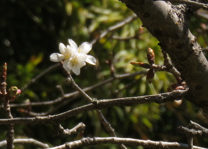 c0097620_11363641.jpg