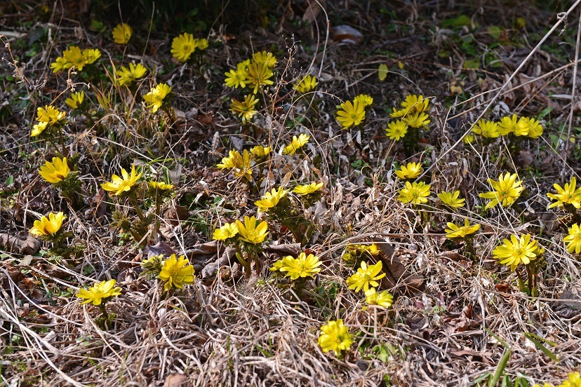 e0349817_21231723.jpg
