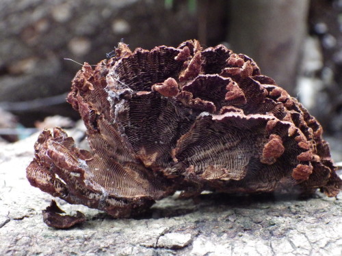e0352220_16135737.jpg