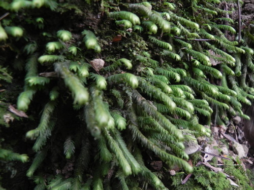 e0352220_16181715.jpg