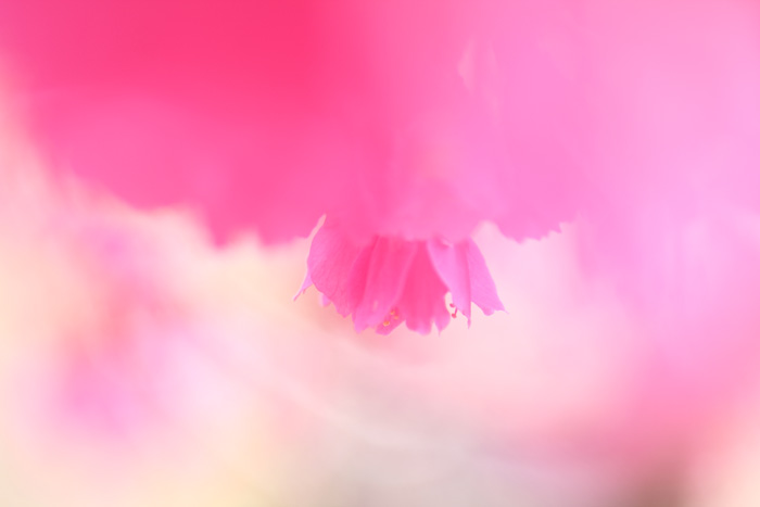 e0083238_20535671.jpg