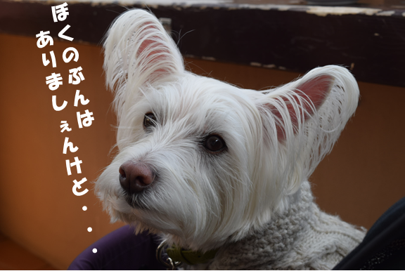 b0242873_10412554.png