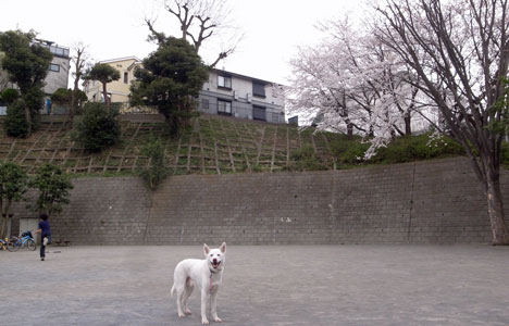 a0117039_21421629.jpg