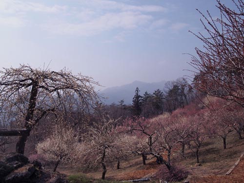 c0011862_1683960.jpg