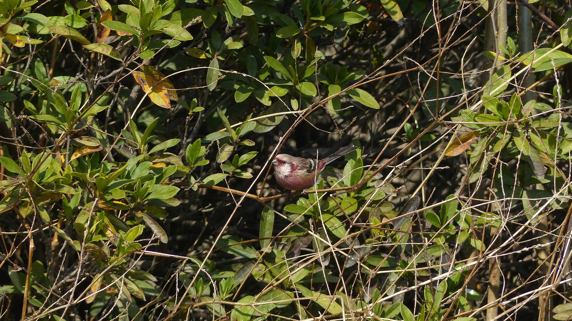 a0185081_11515669.jpg
