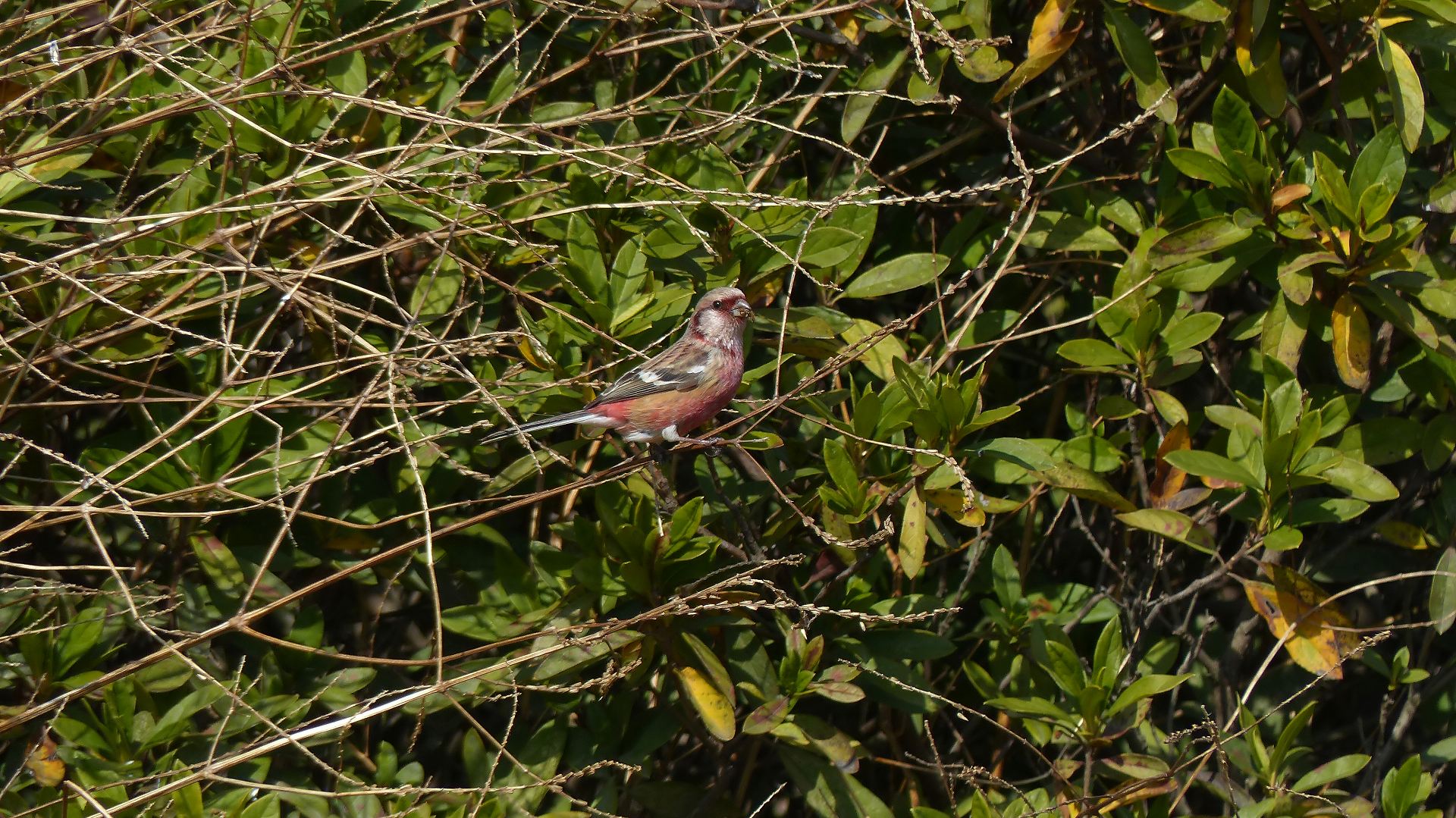 a0185081_11522899.jpg