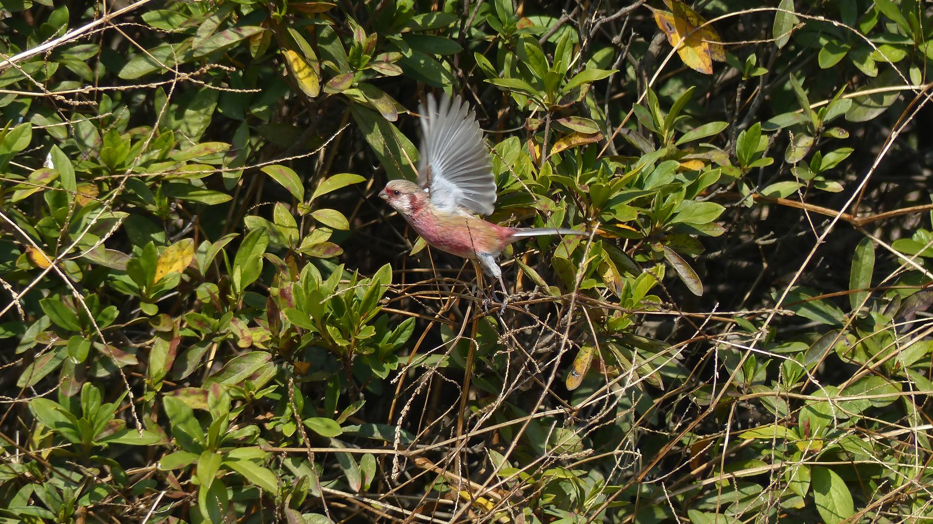 a0185081_1152755.jpg