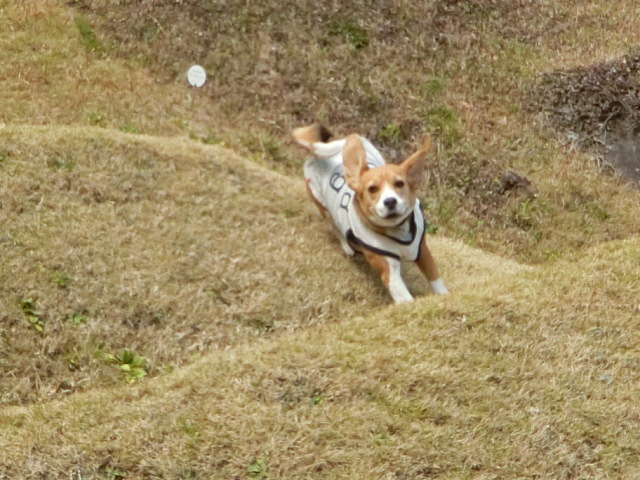 a0319693_855514.jpg