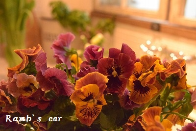 e0128909_76333.jpg