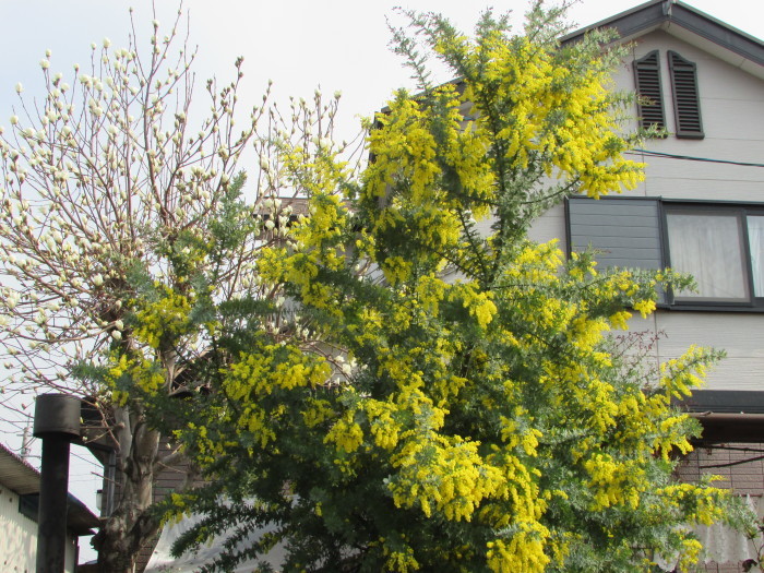 f0139520_20030978.jpg