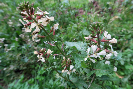 f0234936_1555857.jpg