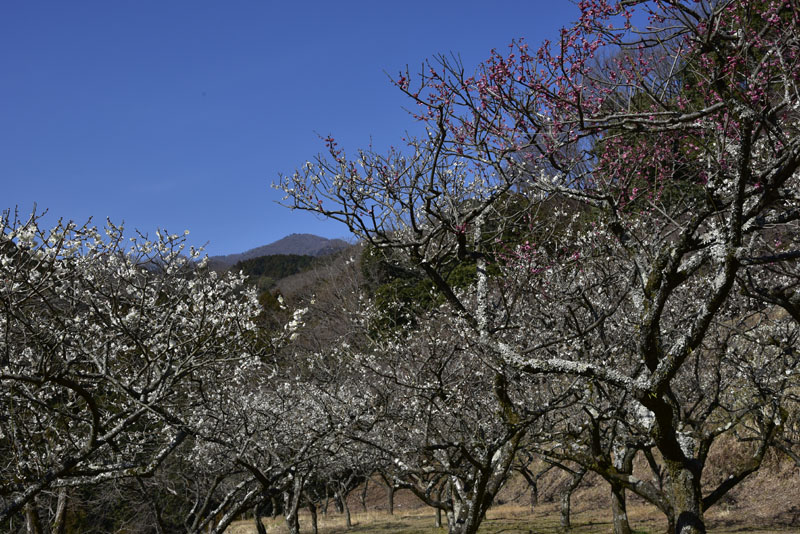 b0042837_6504199.jpg