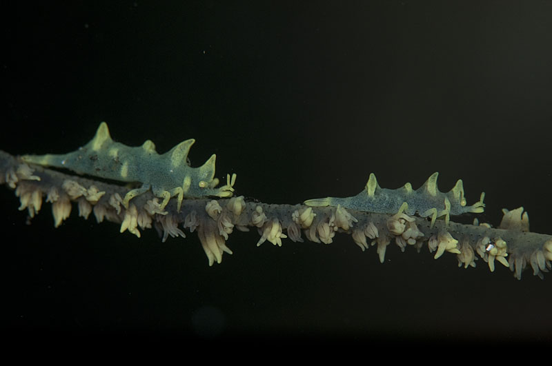 b0042837_6545477.jpg