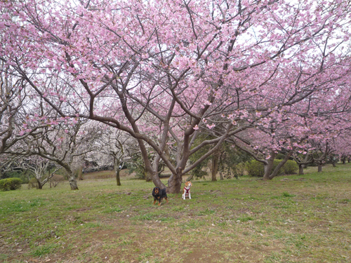 b0045357_8315835.jpg