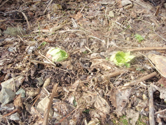 e0306207_08125833.jpg