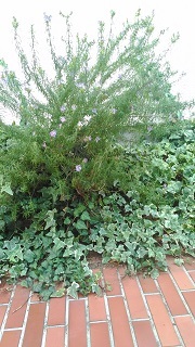f0151628_11025623.jpg