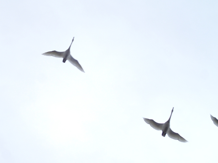 c0288736_9155497.jpg