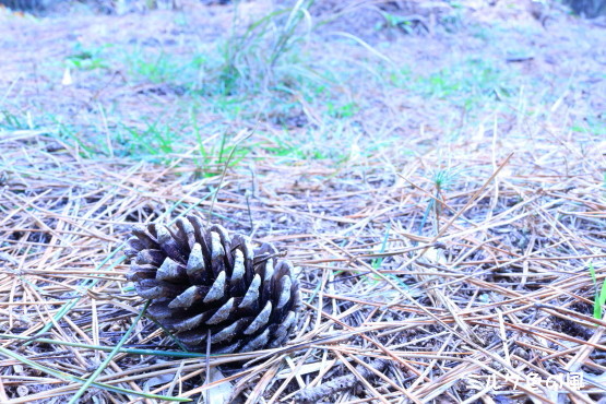 c0368870_10520304.jpg