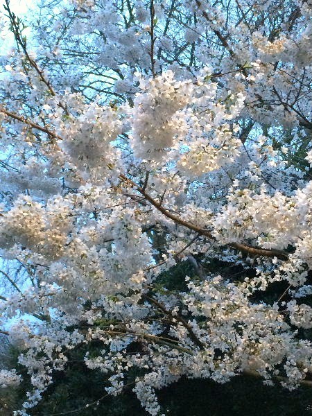 e0170687_15070573.jpg