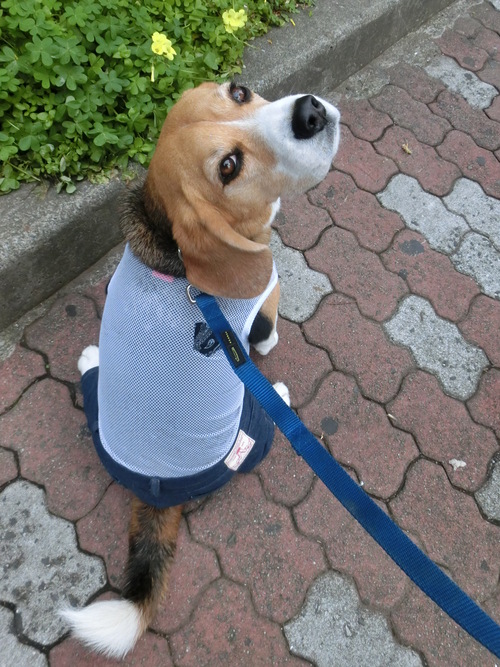 a0319693_8353355.jpg