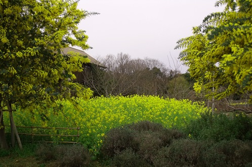 c0017802_157340.jpg