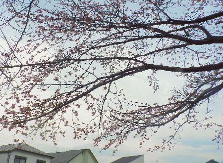 e0172950_20452749.jpg