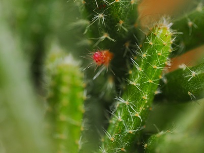 e0264374_12395614.jpg