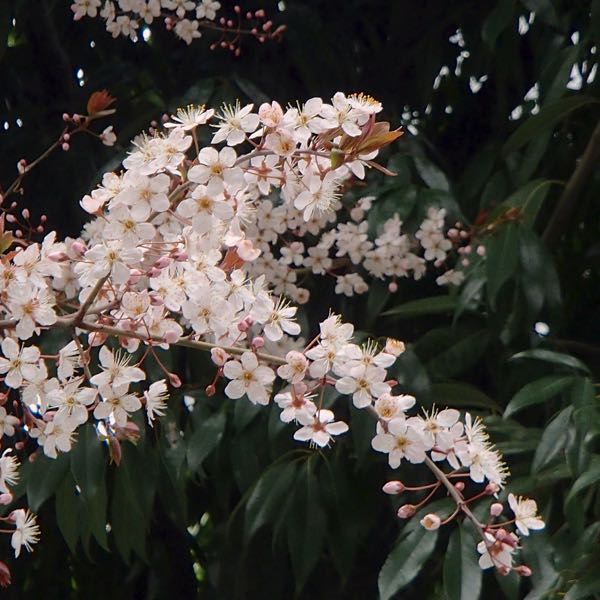 c0015099_20193349.jpg