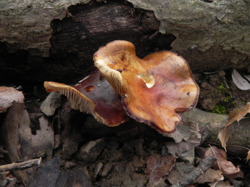e0352220_19082516.jpg