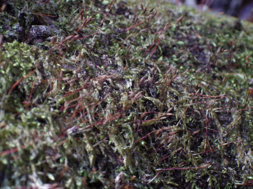 e0352220_19271351.jpg