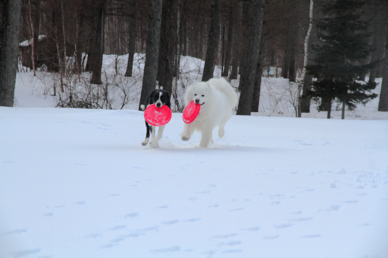 d0069235_12101143.gif