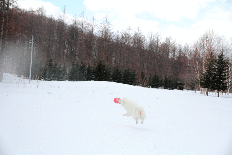 d0069235_12114812.gif