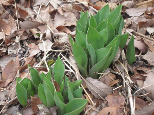 f0327308_08483176.jpg