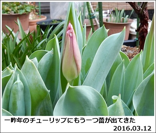 e0033229_15235864.jpg