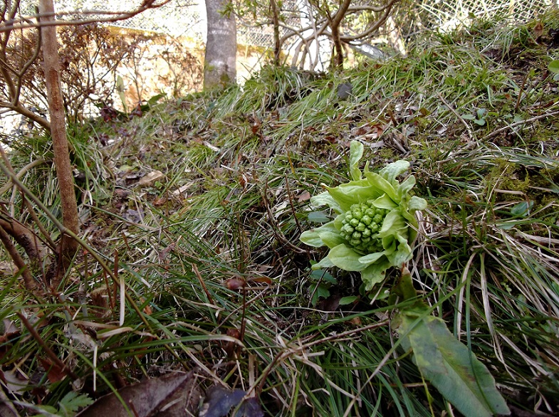 e0193247_19561793.jpg