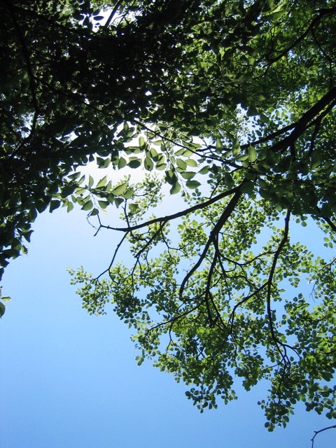 c0008664_10141541.jpg