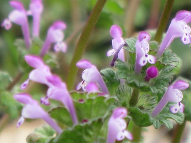 d0323231_18294016.jpg