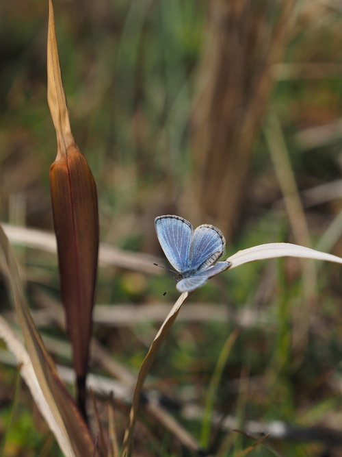 e0305074_2124242.jpg