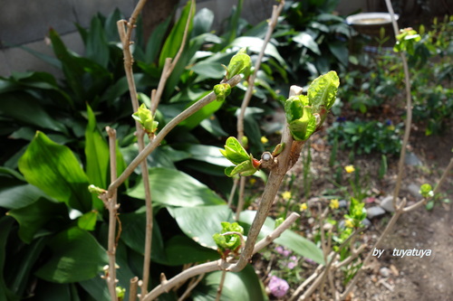 b0245877_20592227.jpg