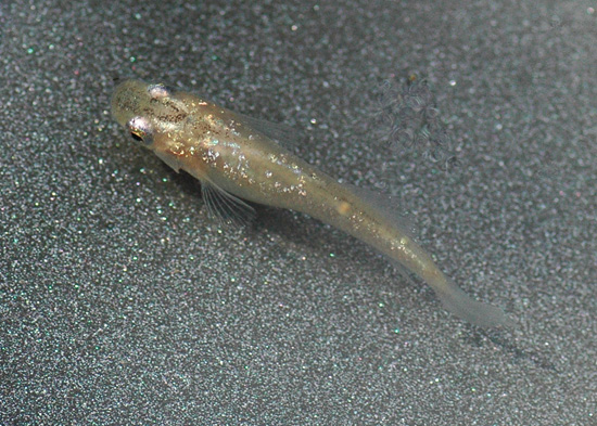 e0097534_1645469.jpg