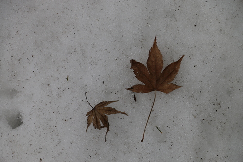 c0075701_2022646.jpg