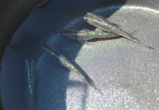 e0097534_1624814.jpg