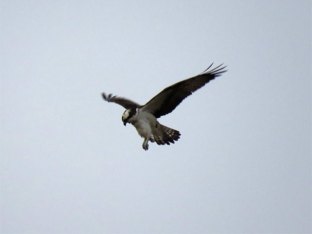 f0214649_4404771.jpg